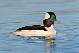 Bufflehead